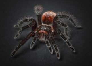 Skąd pająk wypuszczą pajęczynę?
