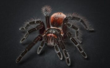 Skąd pająk wypuszczą pajęczynę?