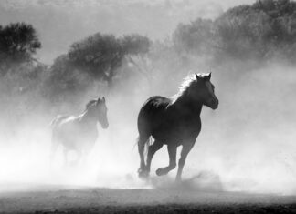 Czy wolno palić gałęzie w ogrodzie?